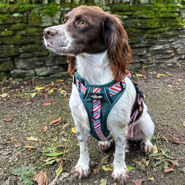 Hike & Go™ Harness - Candy Cane Forest