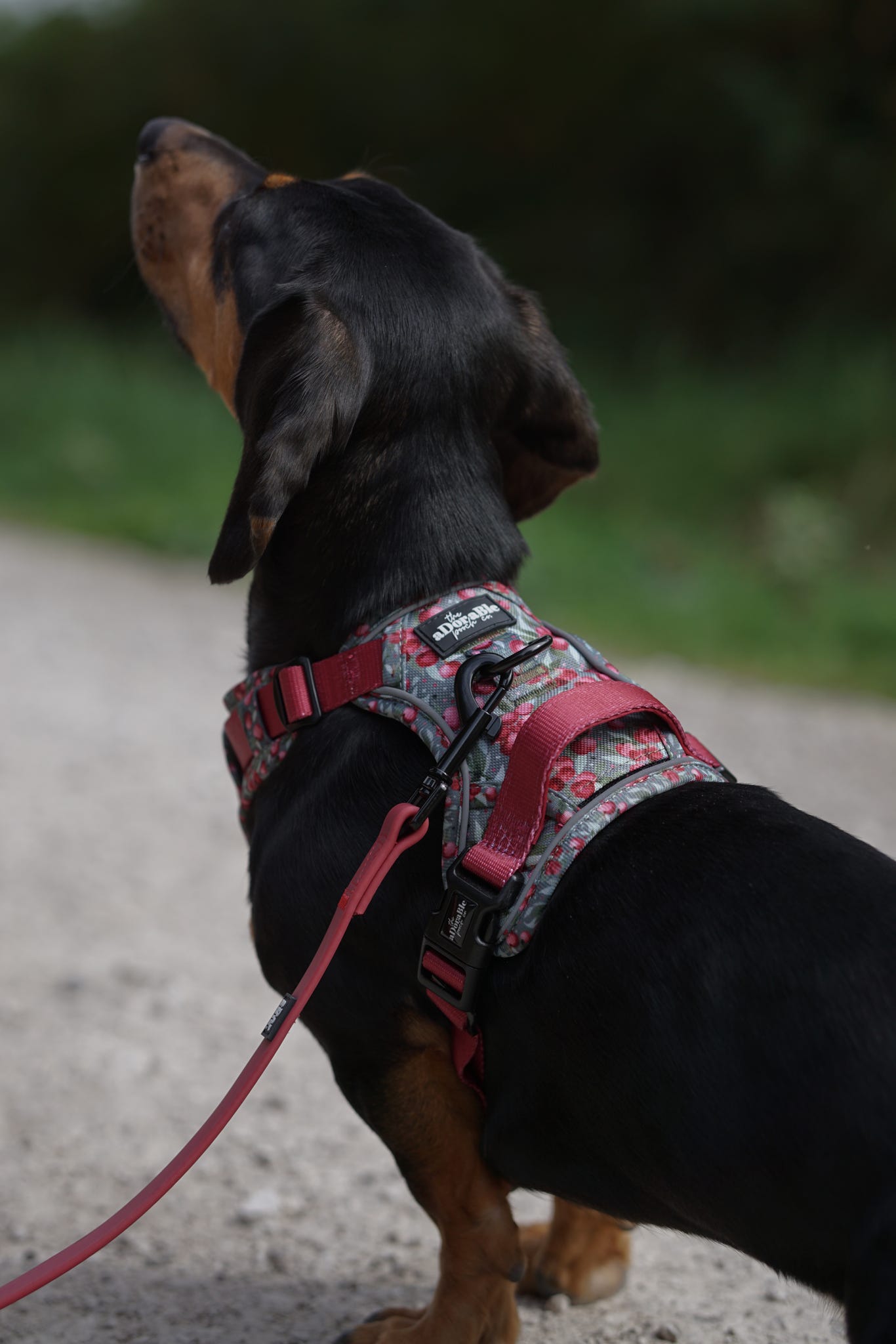 Hike & Go™ Harness - Crab Apple Cottage