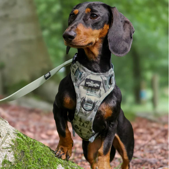 Dachshund wearing a harness with a leash, standing on a mossy stone in a forest setting.
