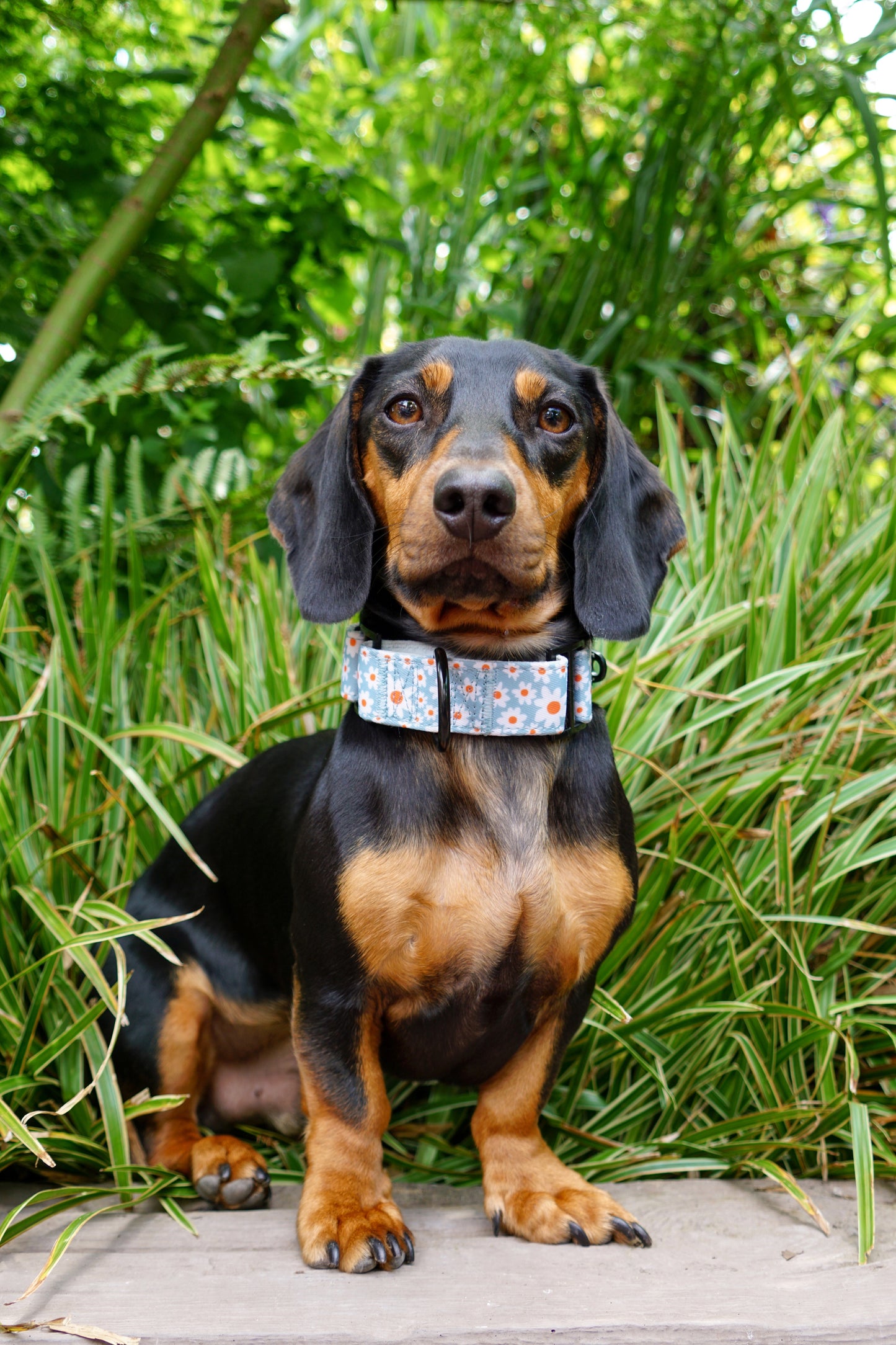 Martingale Collar - Oopsy Daisy