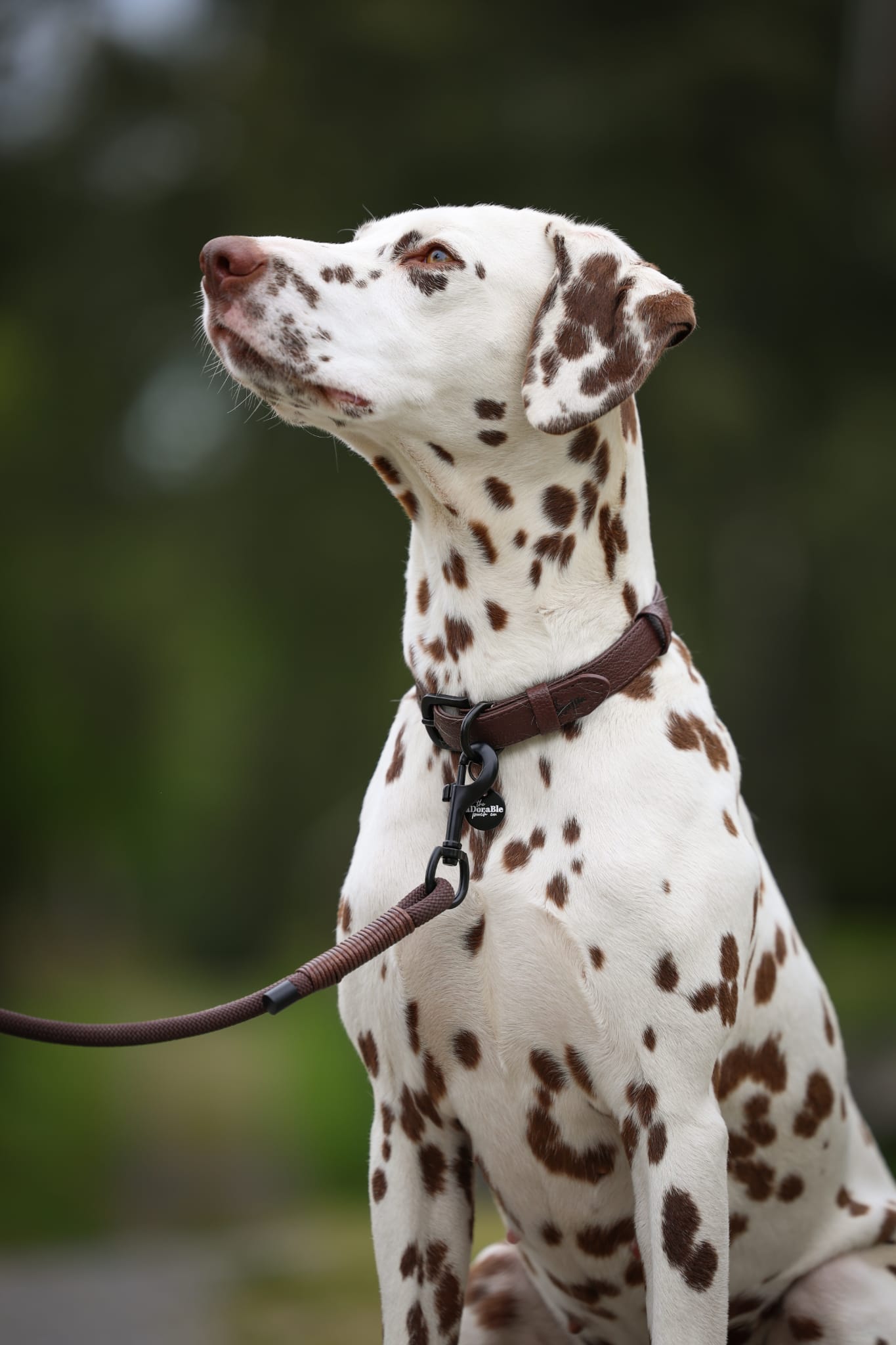 Heritage Faux Leather Rope Dog Lead - Brown