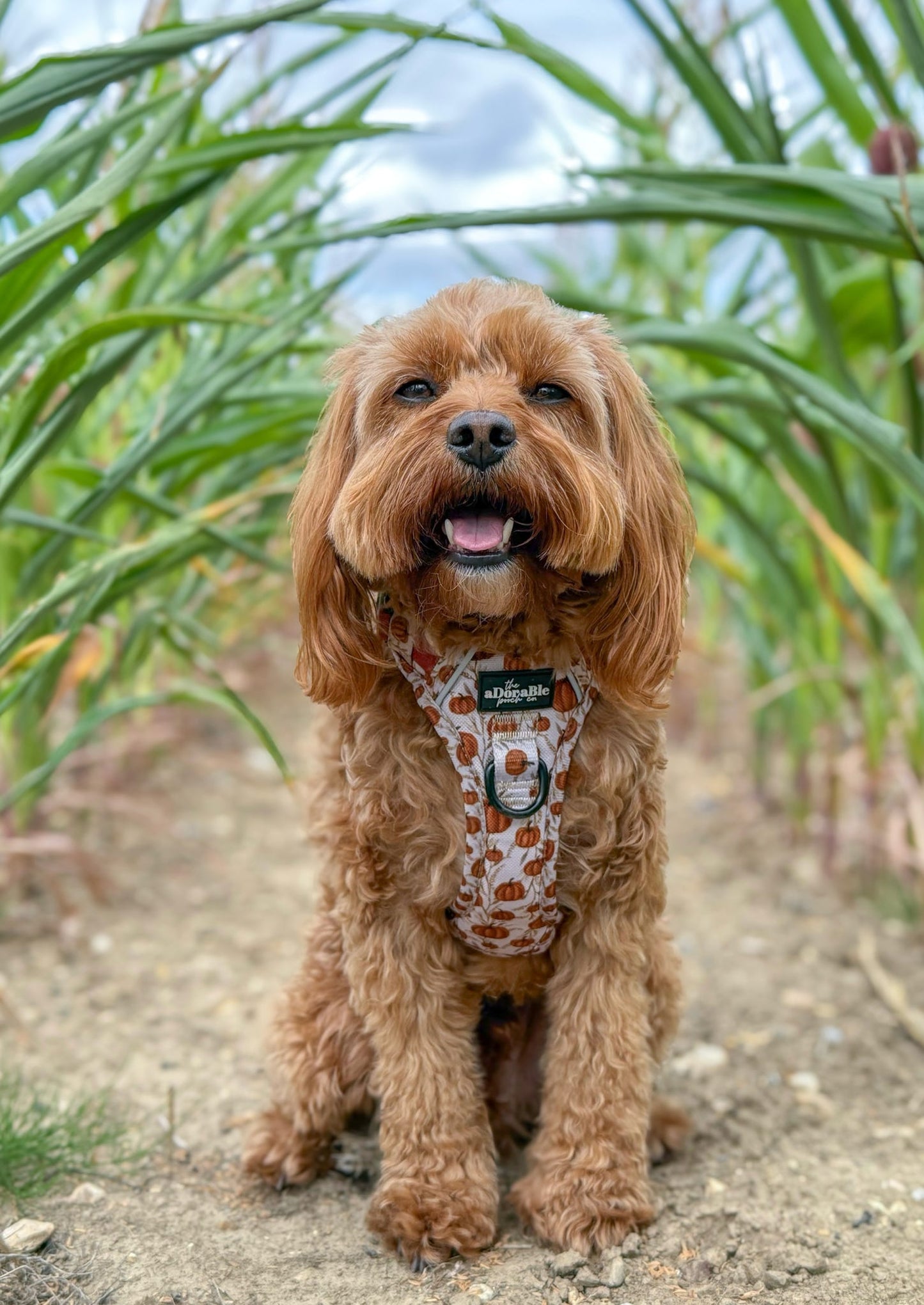 Hike & Go™ Harness - Pumpkin Farm