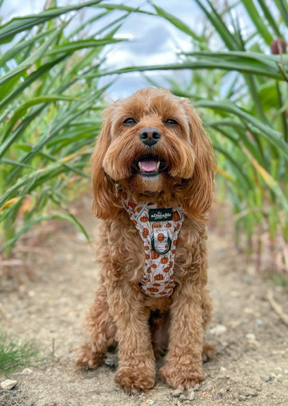 Hike & Go™ Harness - Pumpkin Farm