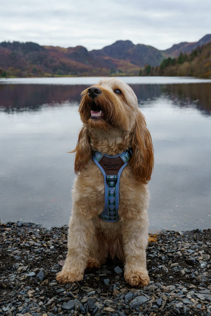 Streamline Pro™ Dog Harness - Daydream Heights