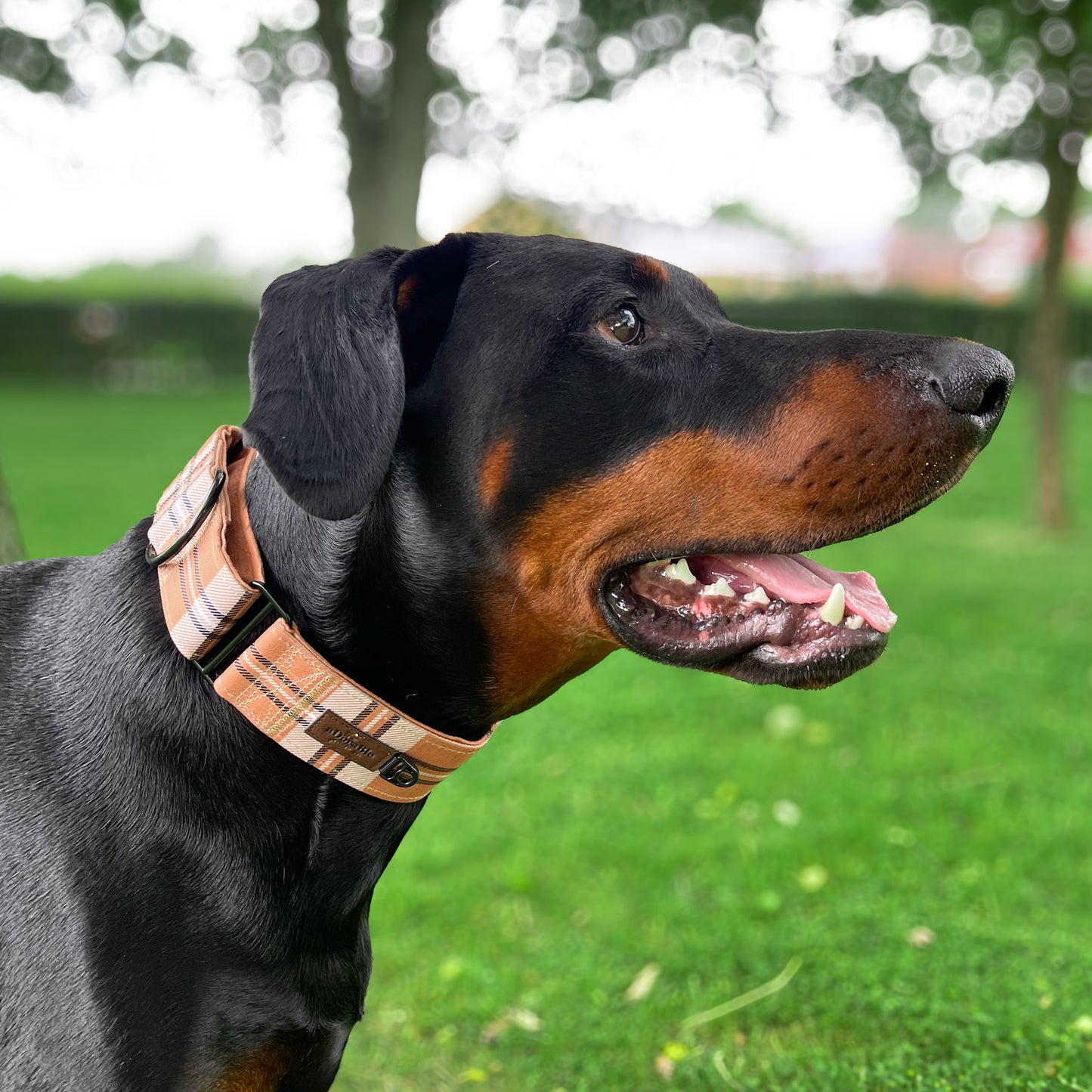 Heritage Martingale Collar - Butterscotch Biscuit