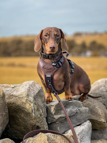 Streamline Pro™ Dog Harness - Heritage Collection - Truffle Brown