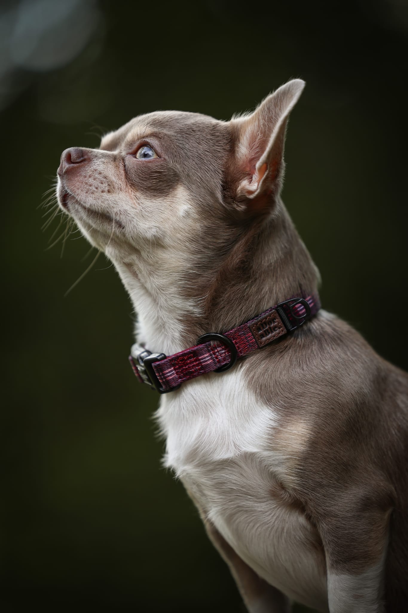 Heritage Collar - Merlot Manor