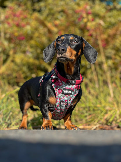 Hike & Go™ Harness - Crab Apple Cottage