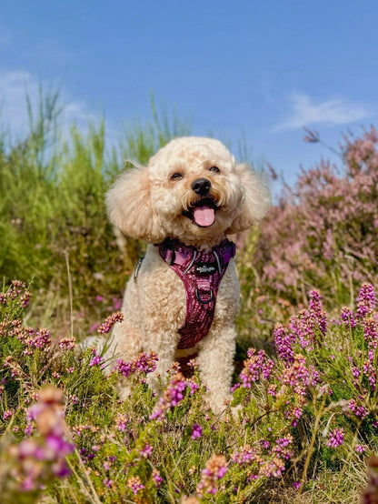 Hike & Go™ Harness - Highland Heather