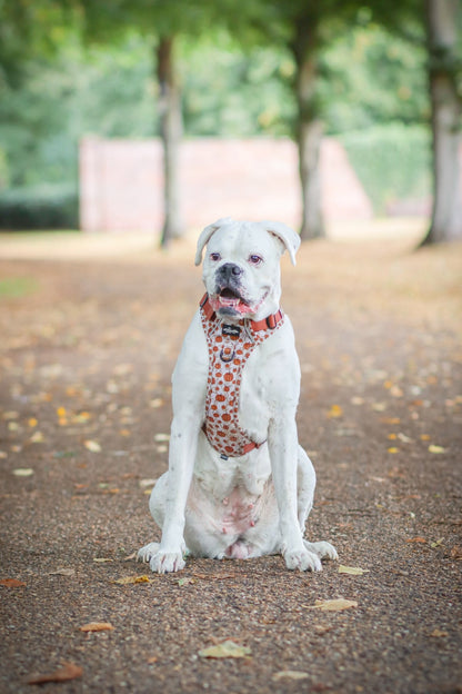 Hike & Go™ Harness - Pumpkin Farm