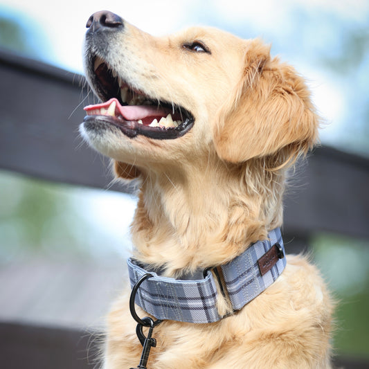 Heritage Martingale Collar - Gunsmoke Grey