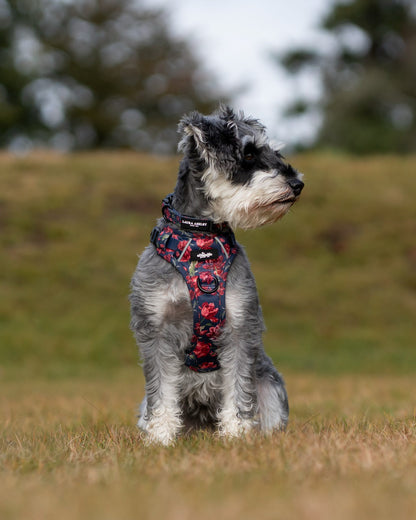 Laura Ashley Dog Harness - Gosford Meadow