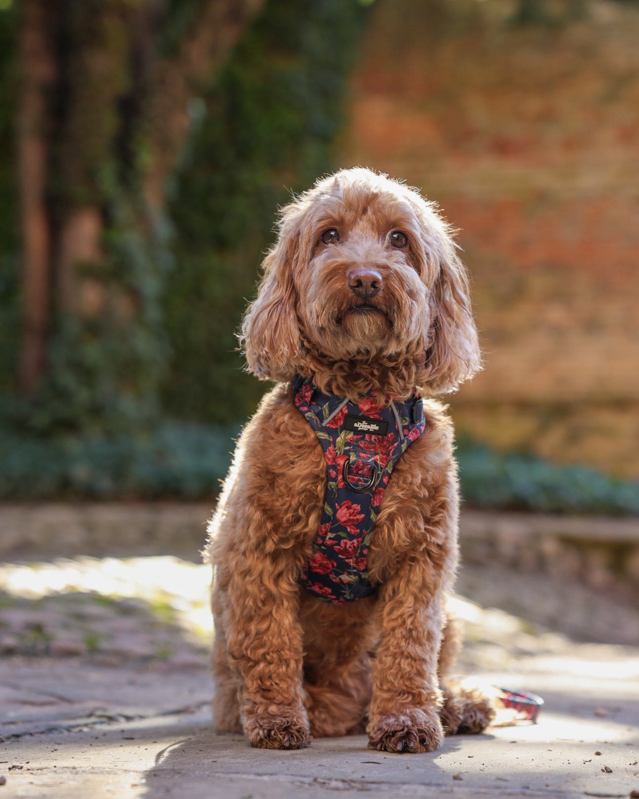 Laura Ashley Dog Harness - Gosford Meadow