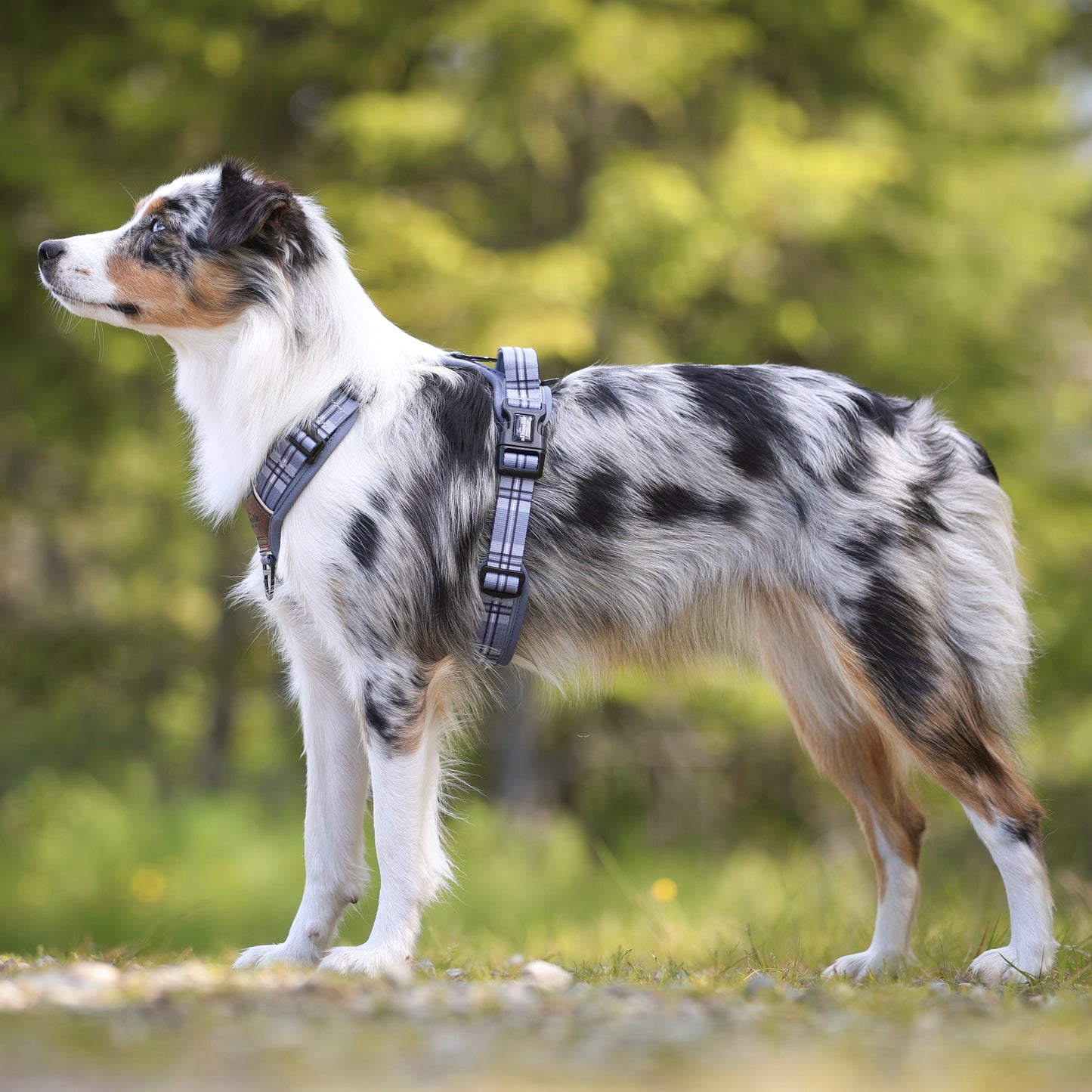 Streamline Pro™ Dog Harness - Heritage Collection - Gunsmoke Grey