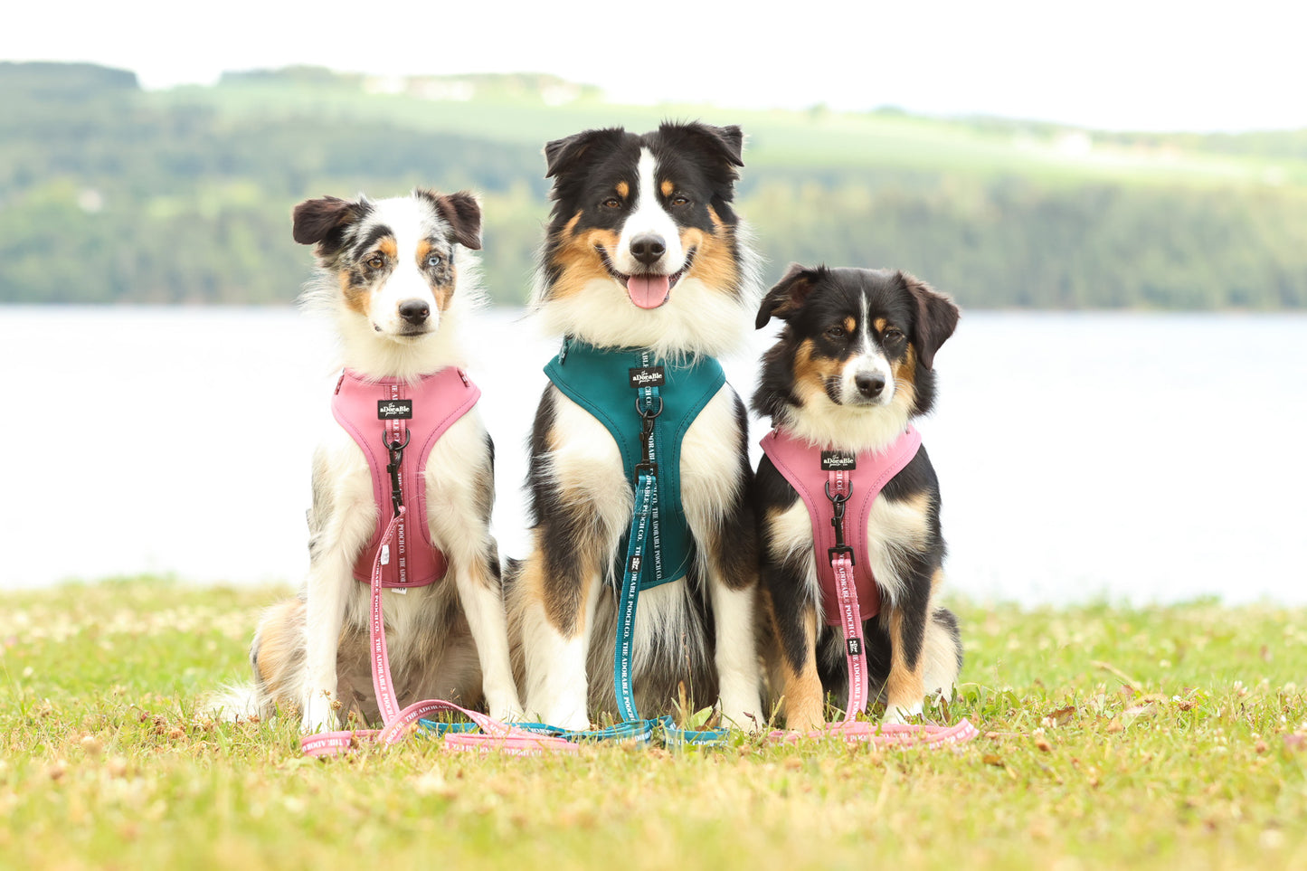 Adjustable Harness - Classic Collection - Dusty Rose - Large