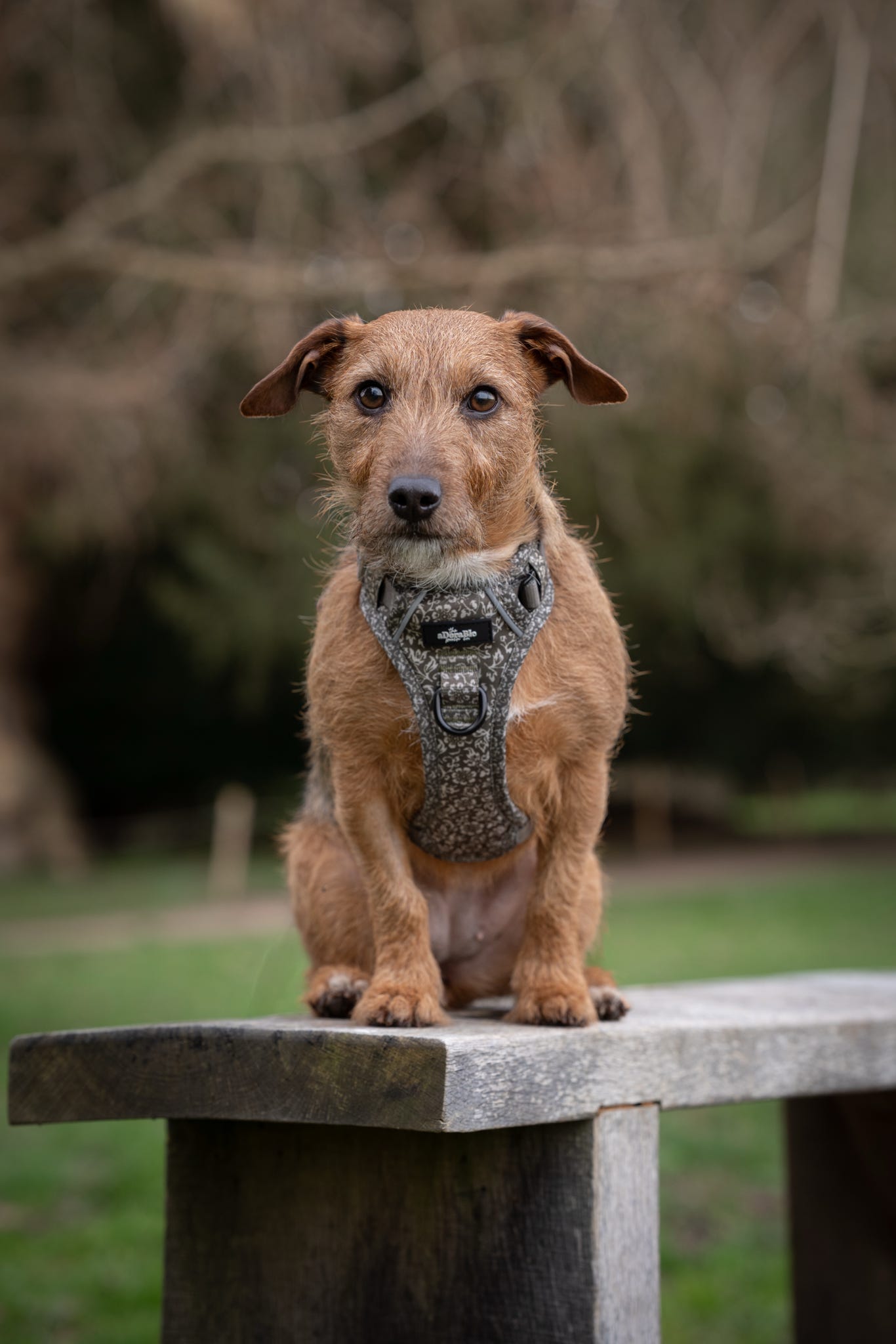 Laura Ashley Dog Harness - Sweet Alyssum