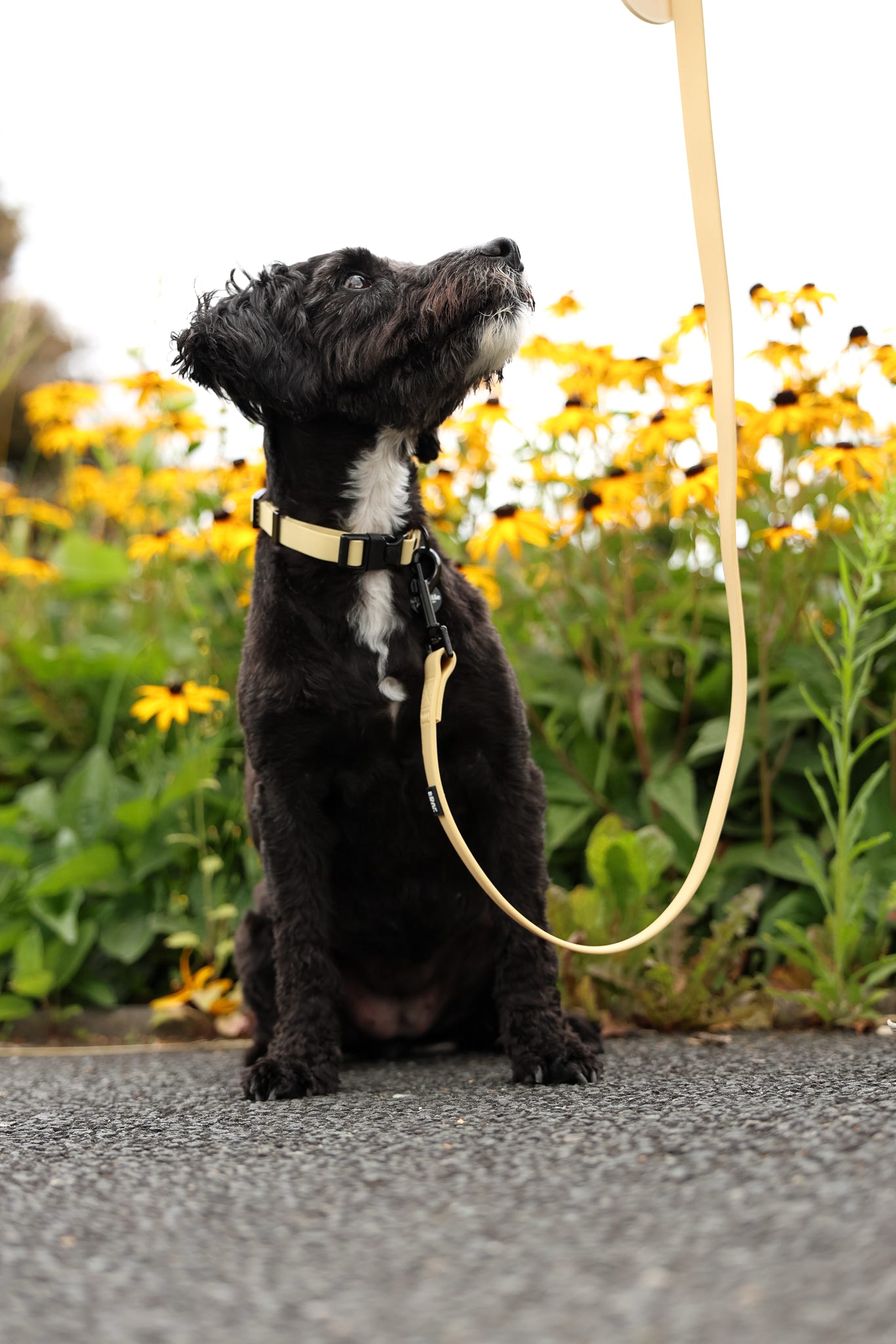 HydroFlex Lite™ Dog Collar - Lemon Sherbet
