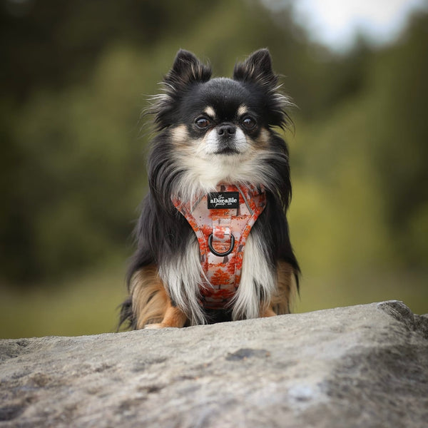 Hike & Go Lite™ Harness - Autumn Orchard