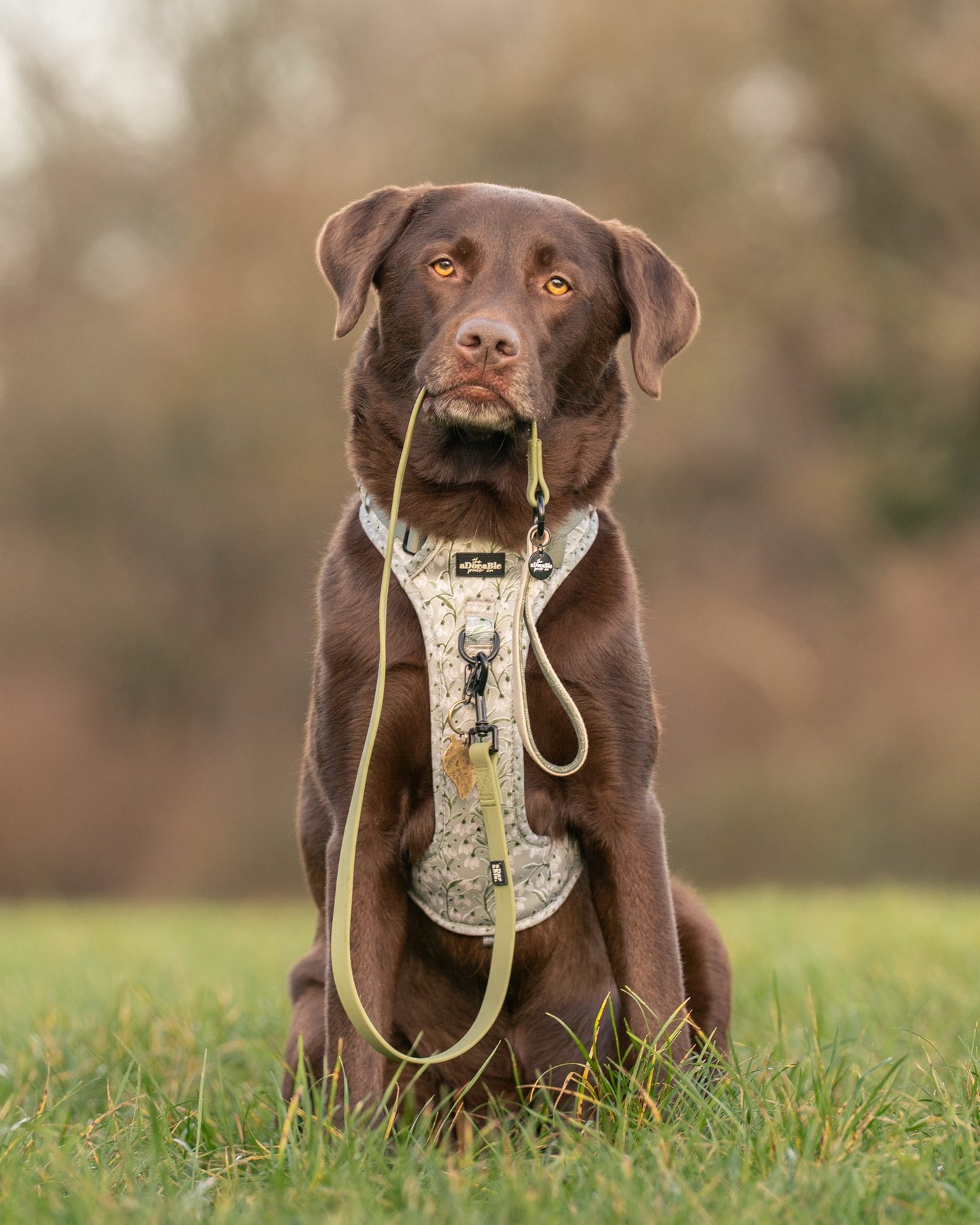 Hike & Go Lite™ Harness - Silent Snowdrops