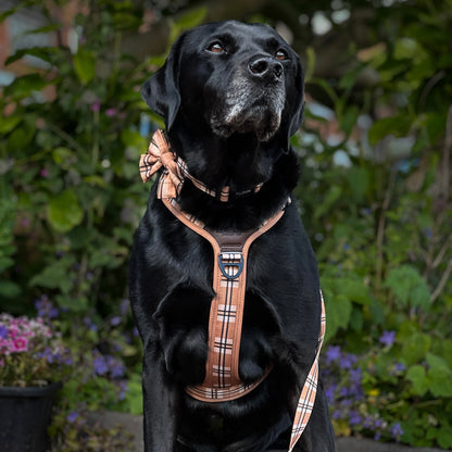 Streamline Pro™ Dog Harness - Heritage Collection - Butterscotch Biscuit