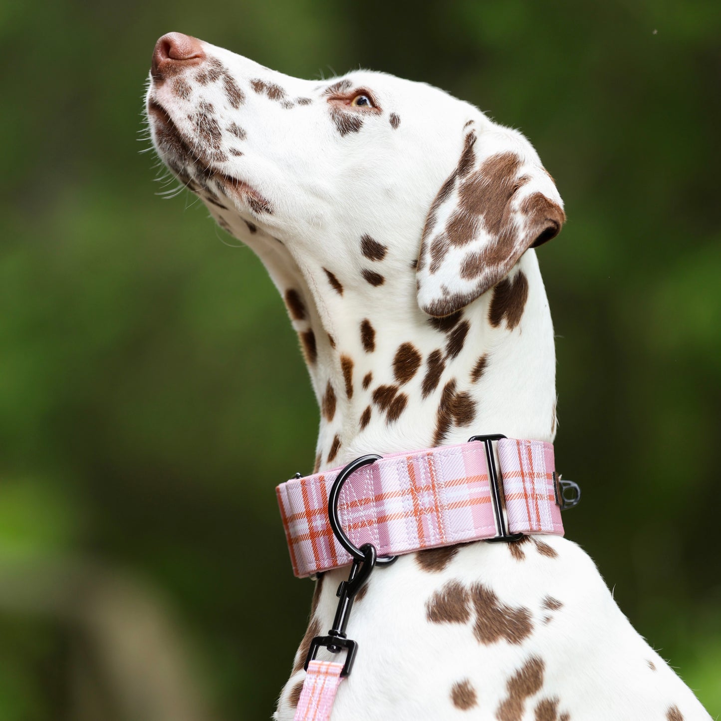 Heritage Martingale Collar - Strawberry Cottage