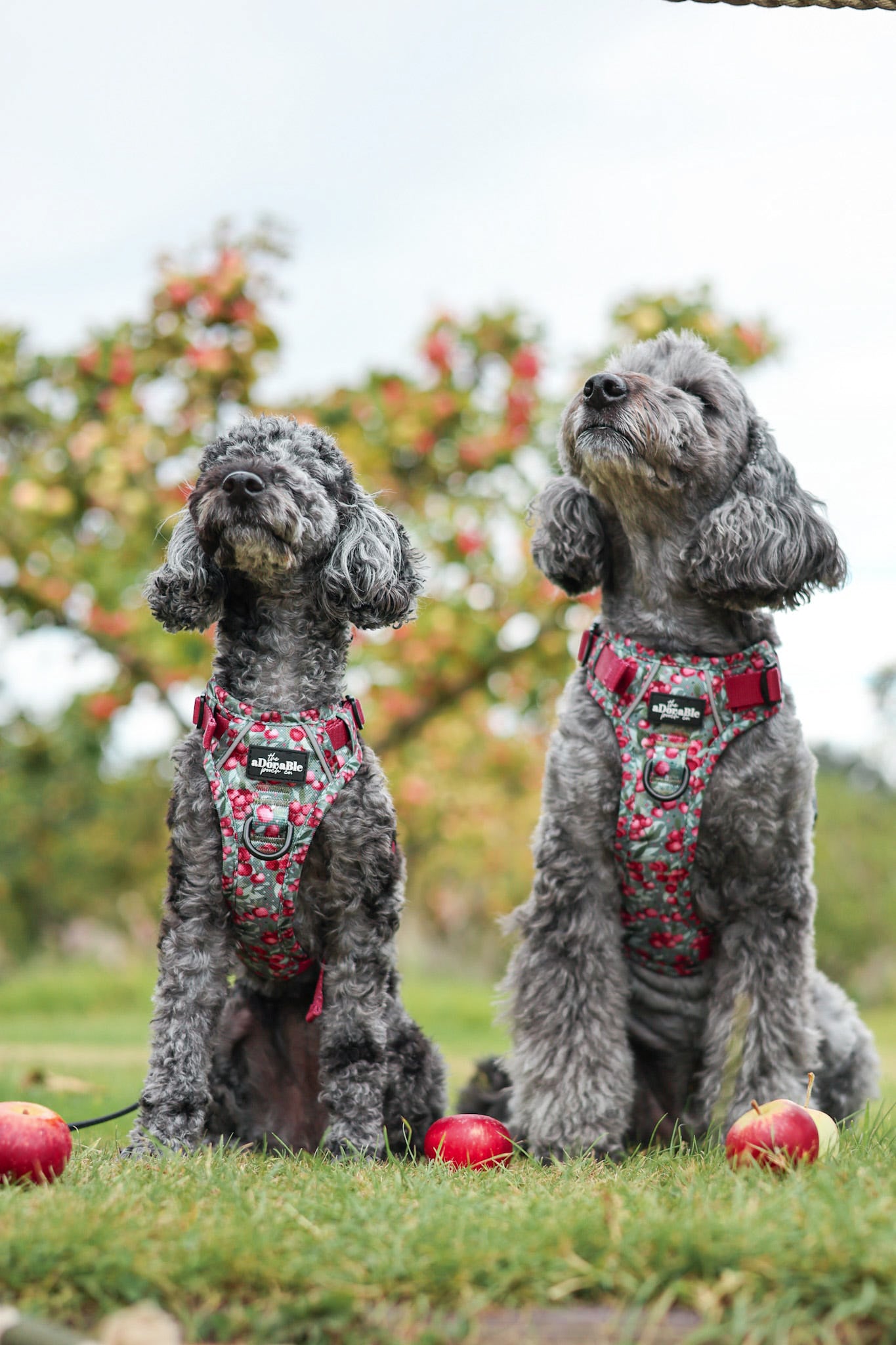 Hike & Go™ Harness - Crab Apple Cottage