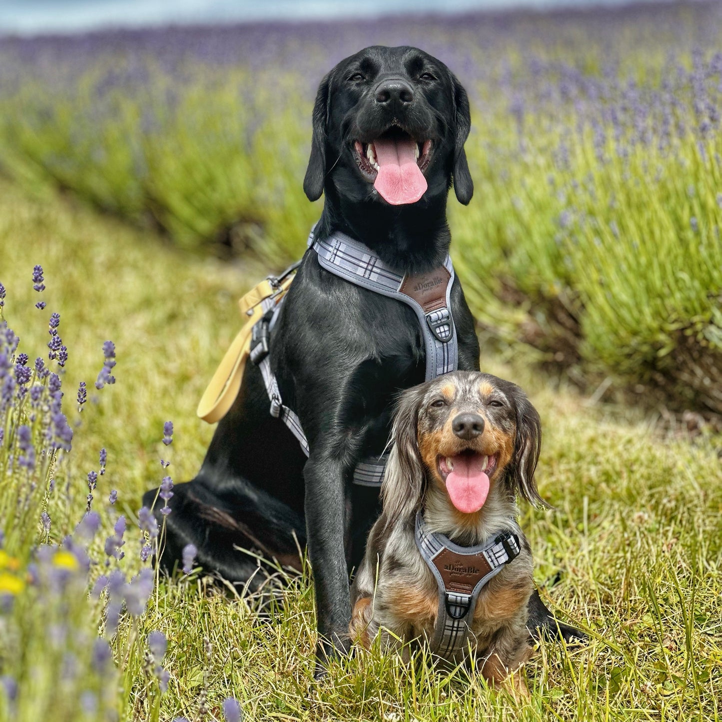 Streamline Pro™ Dog Harness - Heritage Collection - Gunsmoke Grey