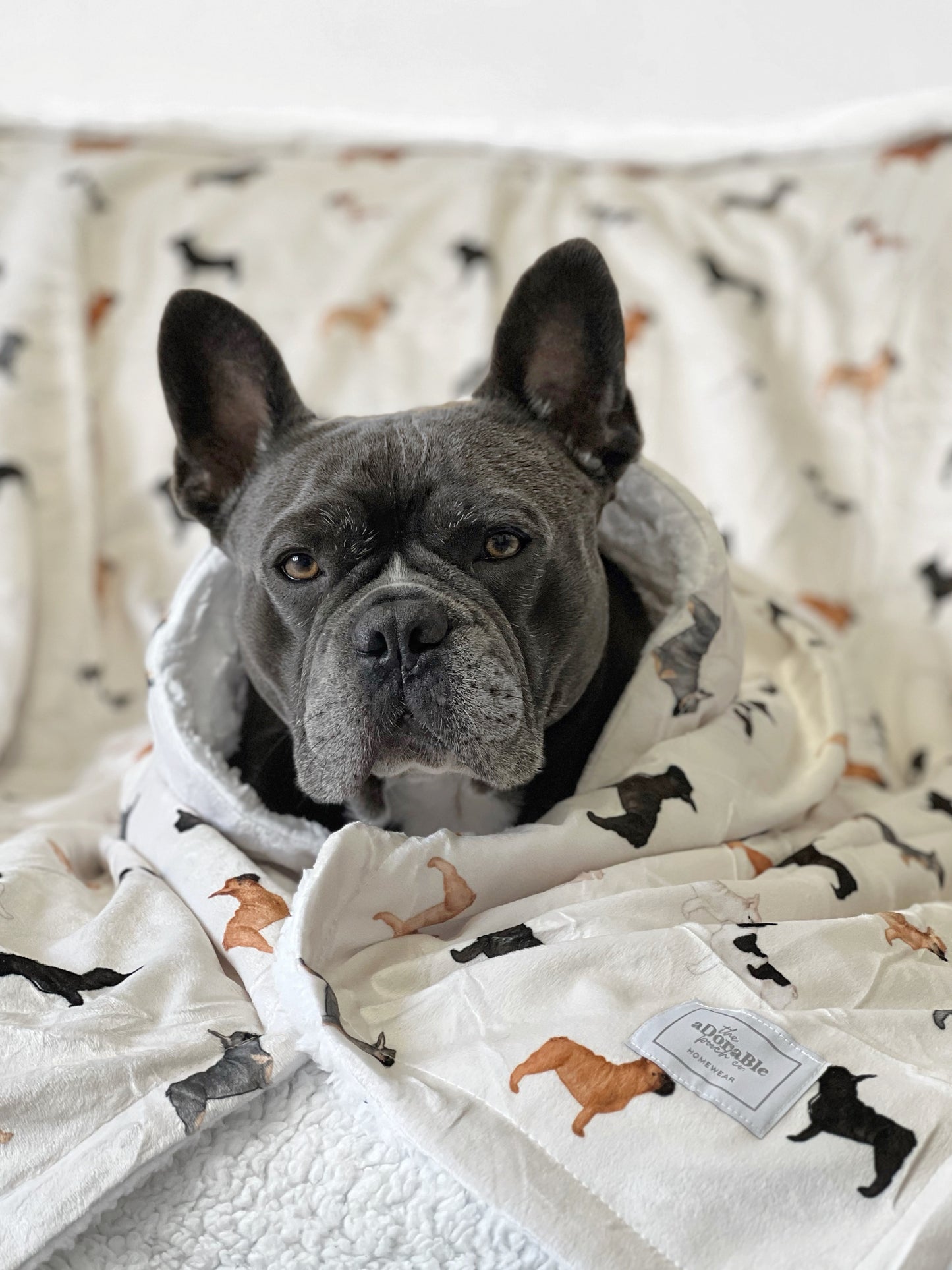 Supersize Soft Blanket - Watercolour French Bulldogs