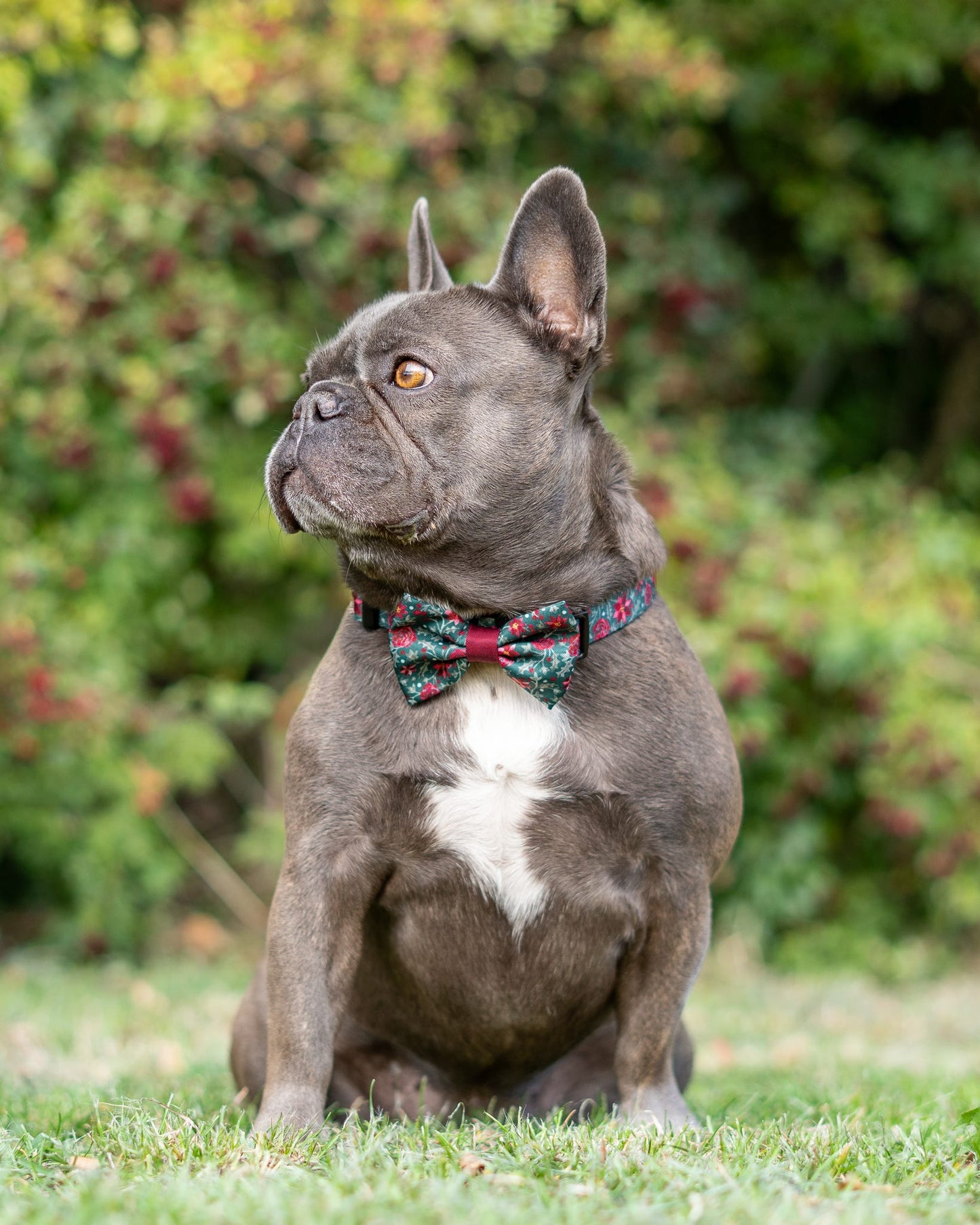 Collar - Holly & Ivy