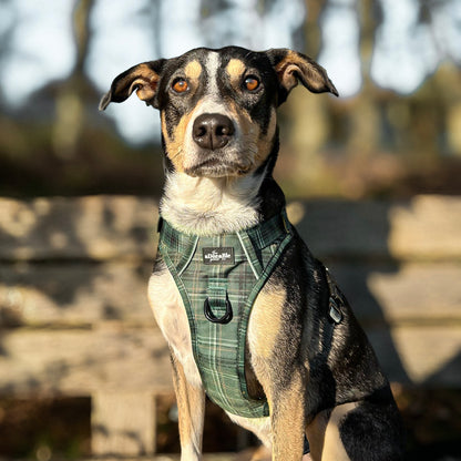 Hike & Go™ Harness - LUXE Hunter Green Plaid