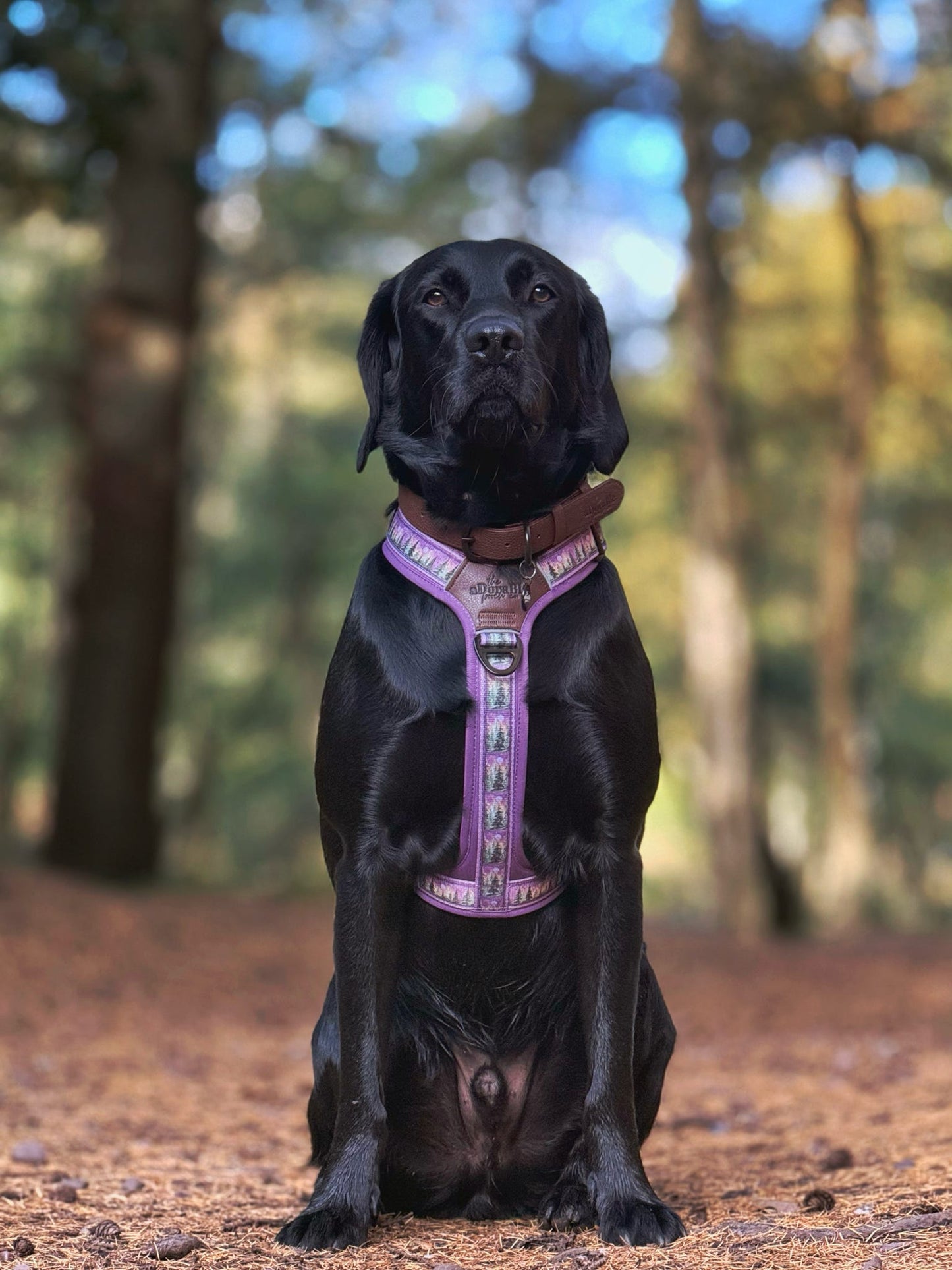 Streamline Pro™ Dog Harness - Moonlit Pines