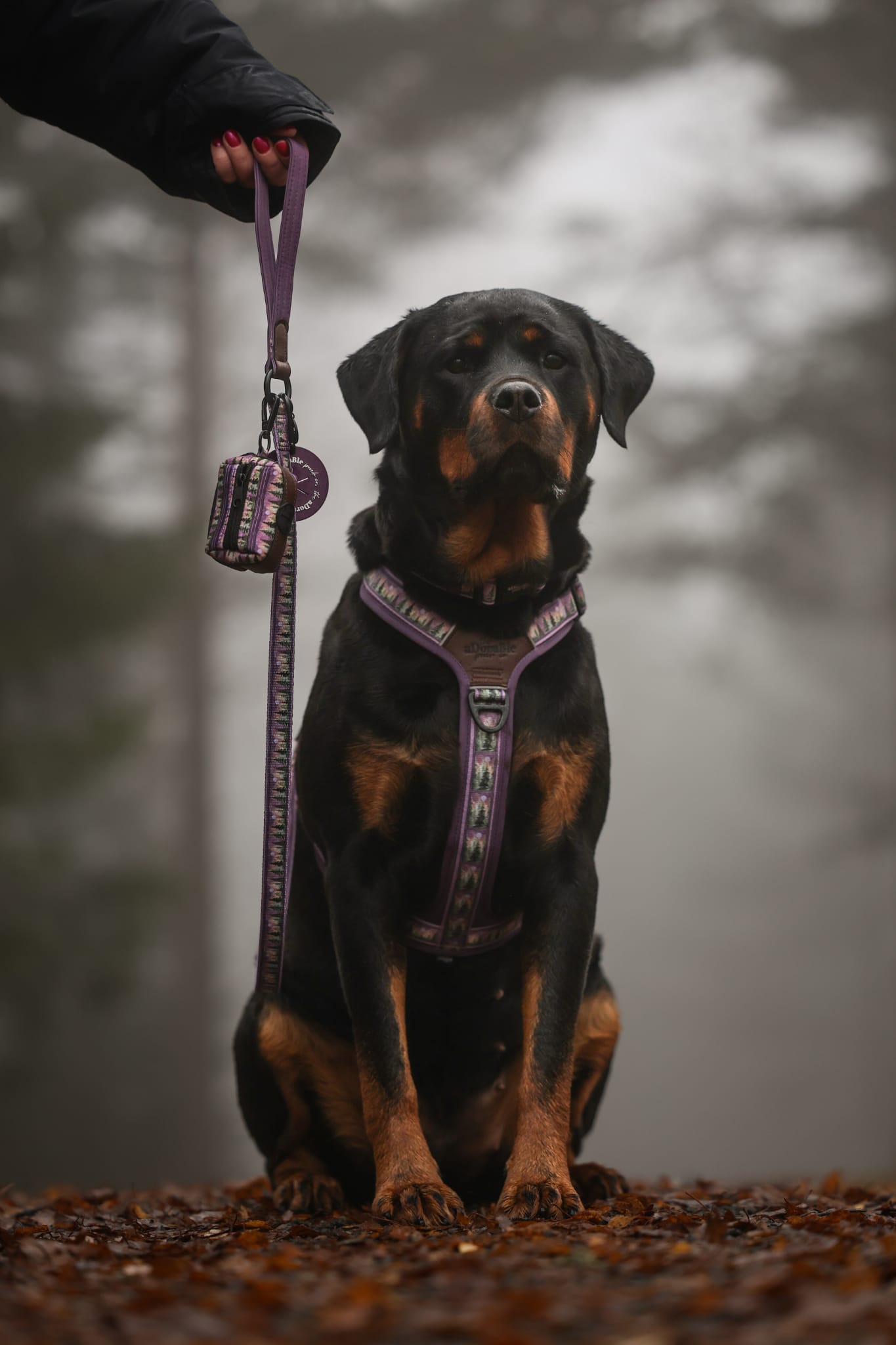 Streamline Pro™ Dog Harness - Moonlit Pines