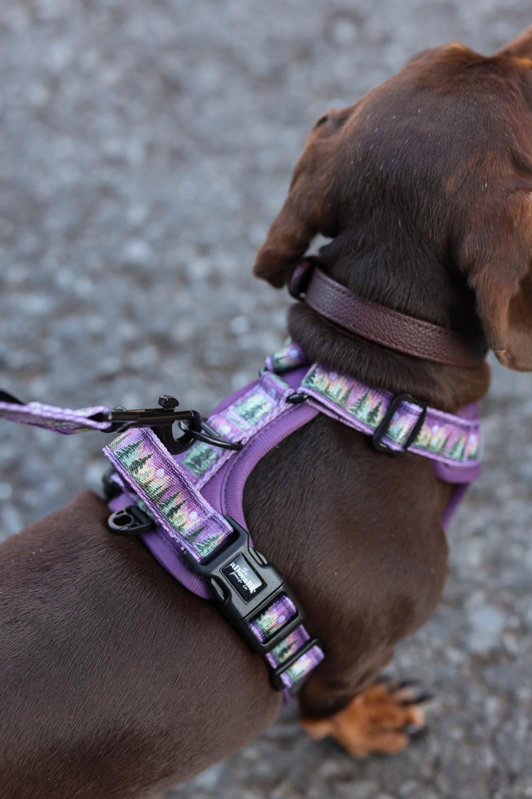 Streamline Pro™ Dog Harness - Moonlit Pines