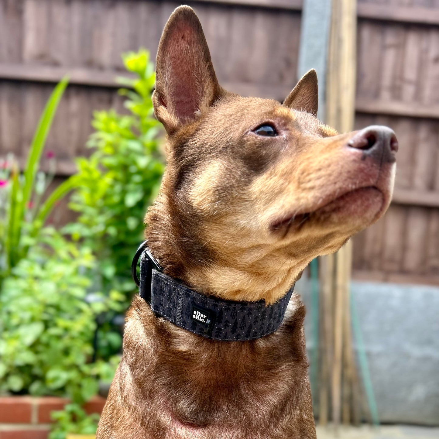 Martingale Collar - Midnight Forest