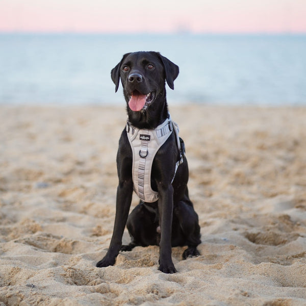 Hike & Go™ Harness - Coconut Cream