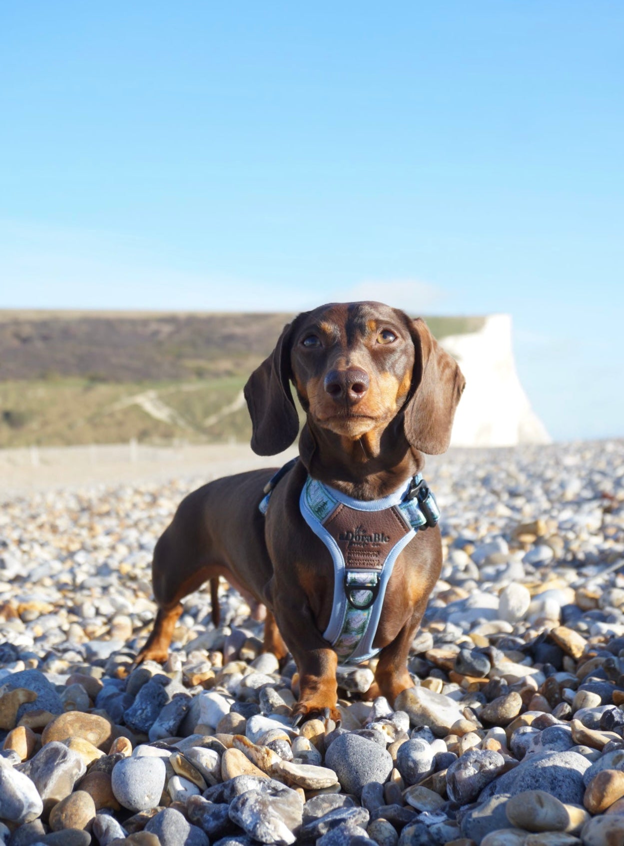 Streamline Pro™ Dog Harness - Daydream Heights