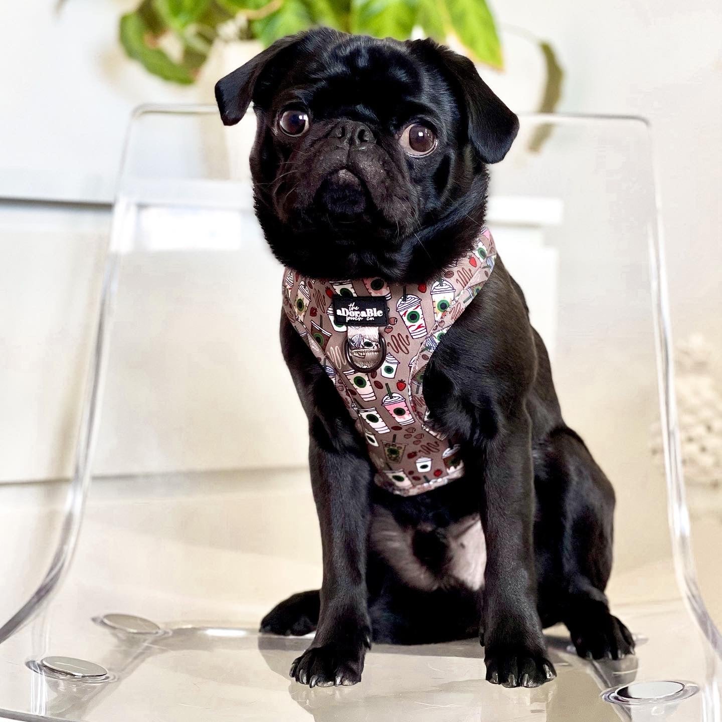 Adjustable Harness - Starbarks Frappé Hour - Large