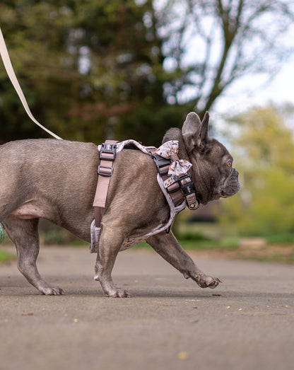 Hike & Go Lite™ Harness - Cotswold Cottage