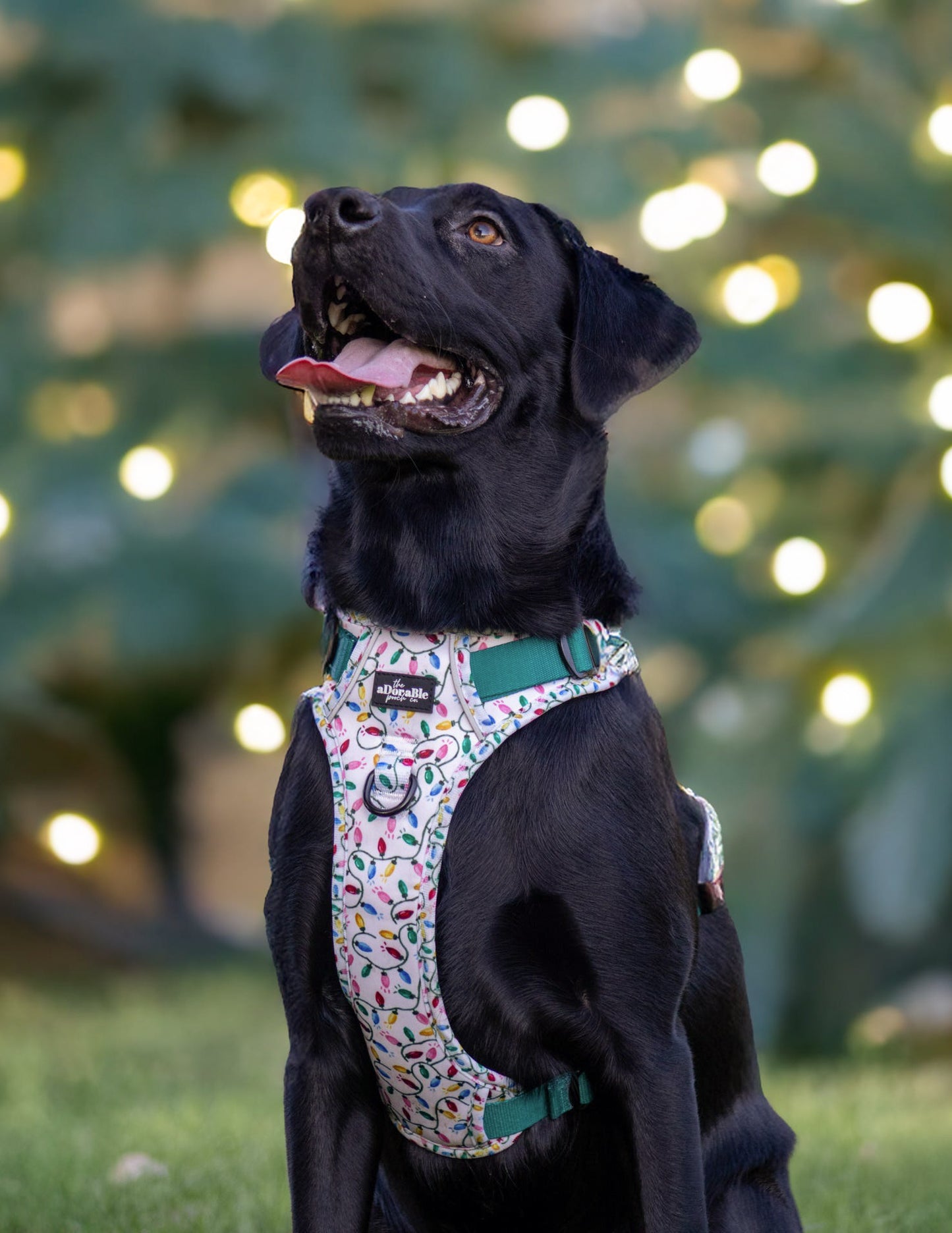 Hike & Go Lite™ Harness - Festive Lights