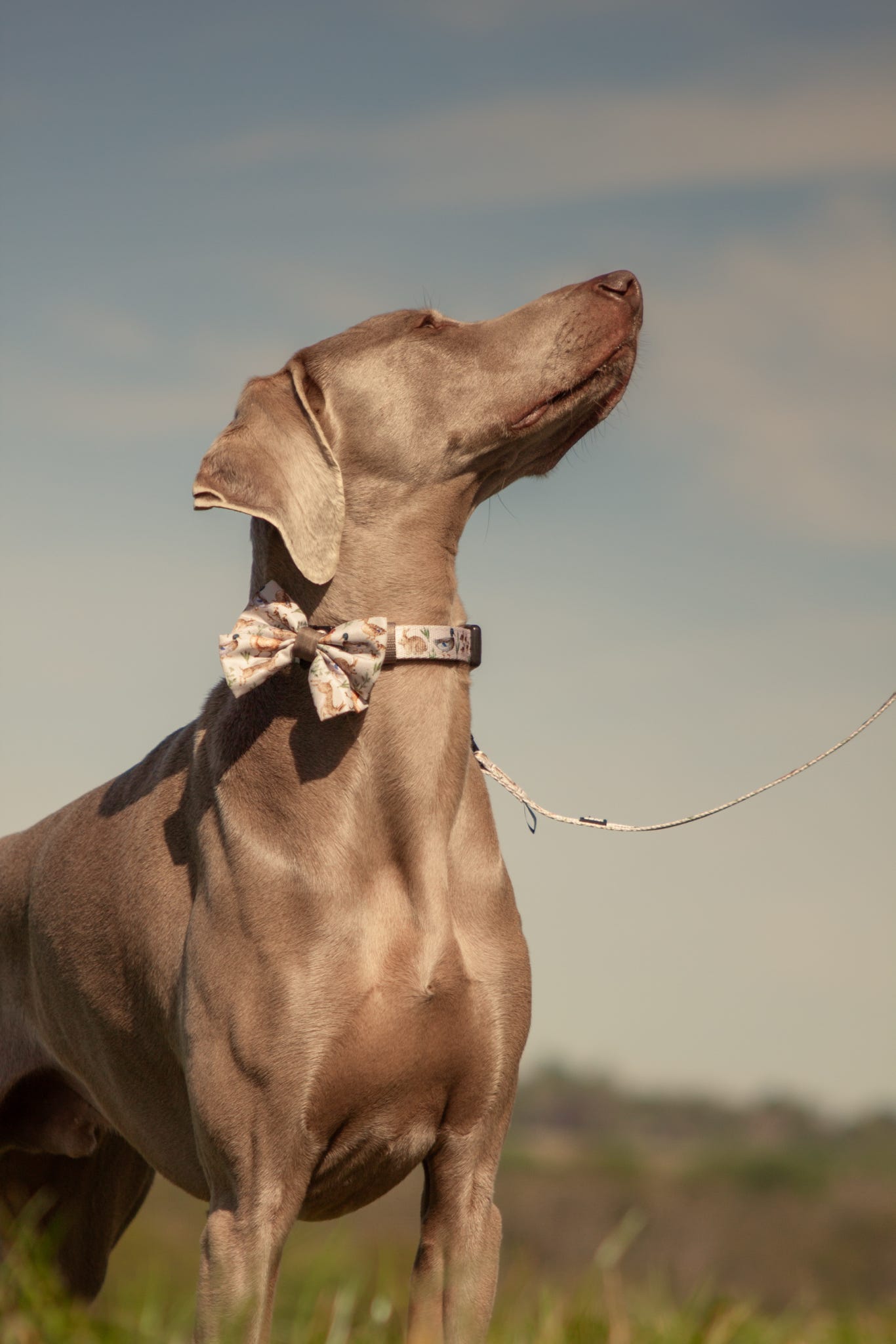 Dog Collar - Cotswold Cottage