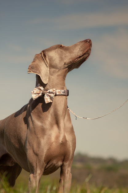 Dog Collar - Cotswold Cottage