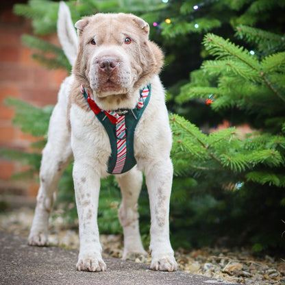 Hike & Go™ Harness - Candy Cane Forest