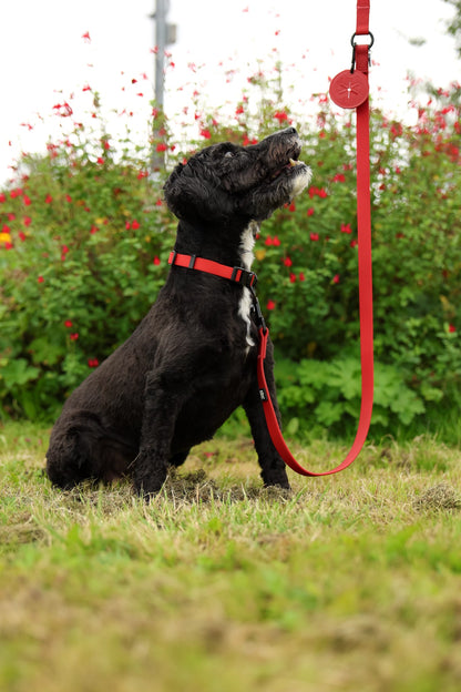 HydroFlex Lite™ Dog Collar - Velvet Red