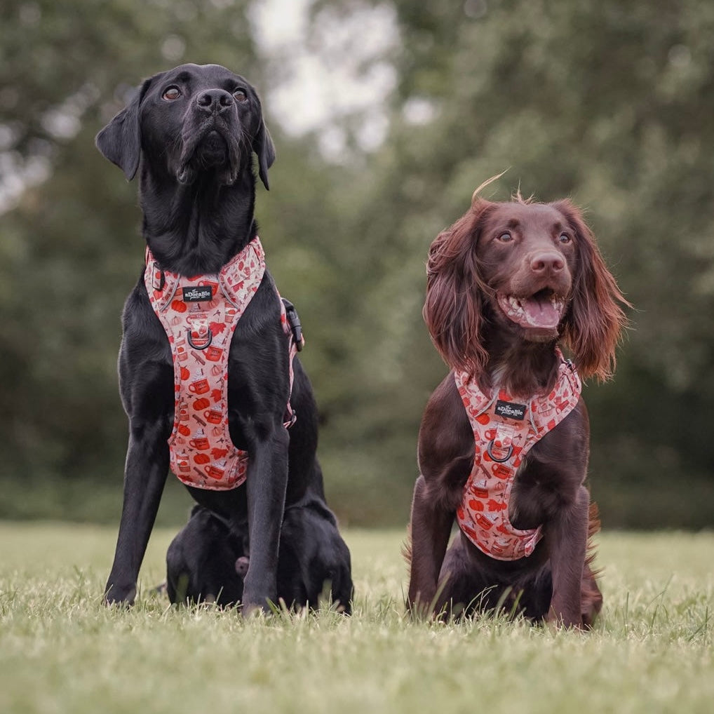 Hike & Go Lite™ Harness - Pumpkin Harvest