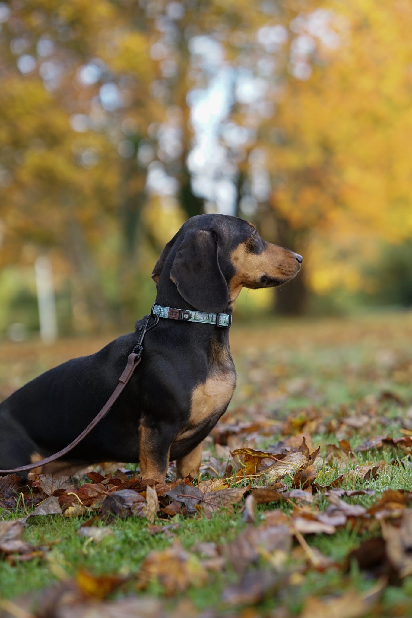 Collar - Daydream Heights