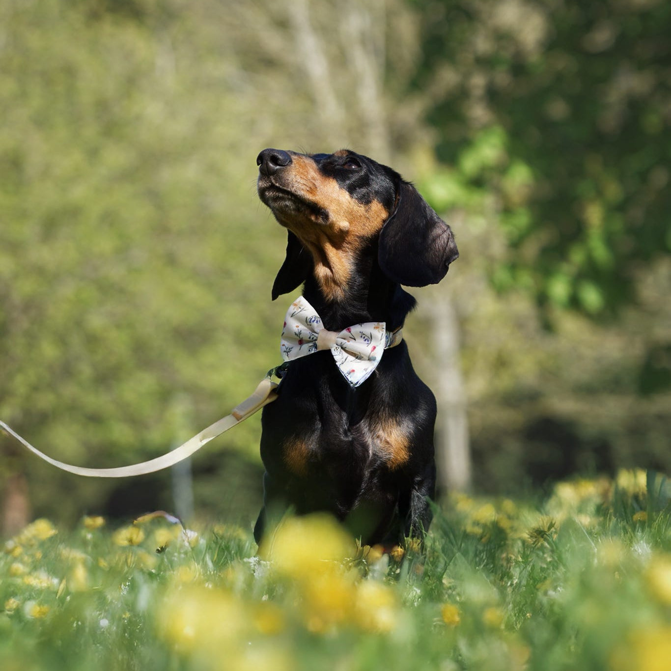 Dog Dickie Bow Tie - Spring Garden