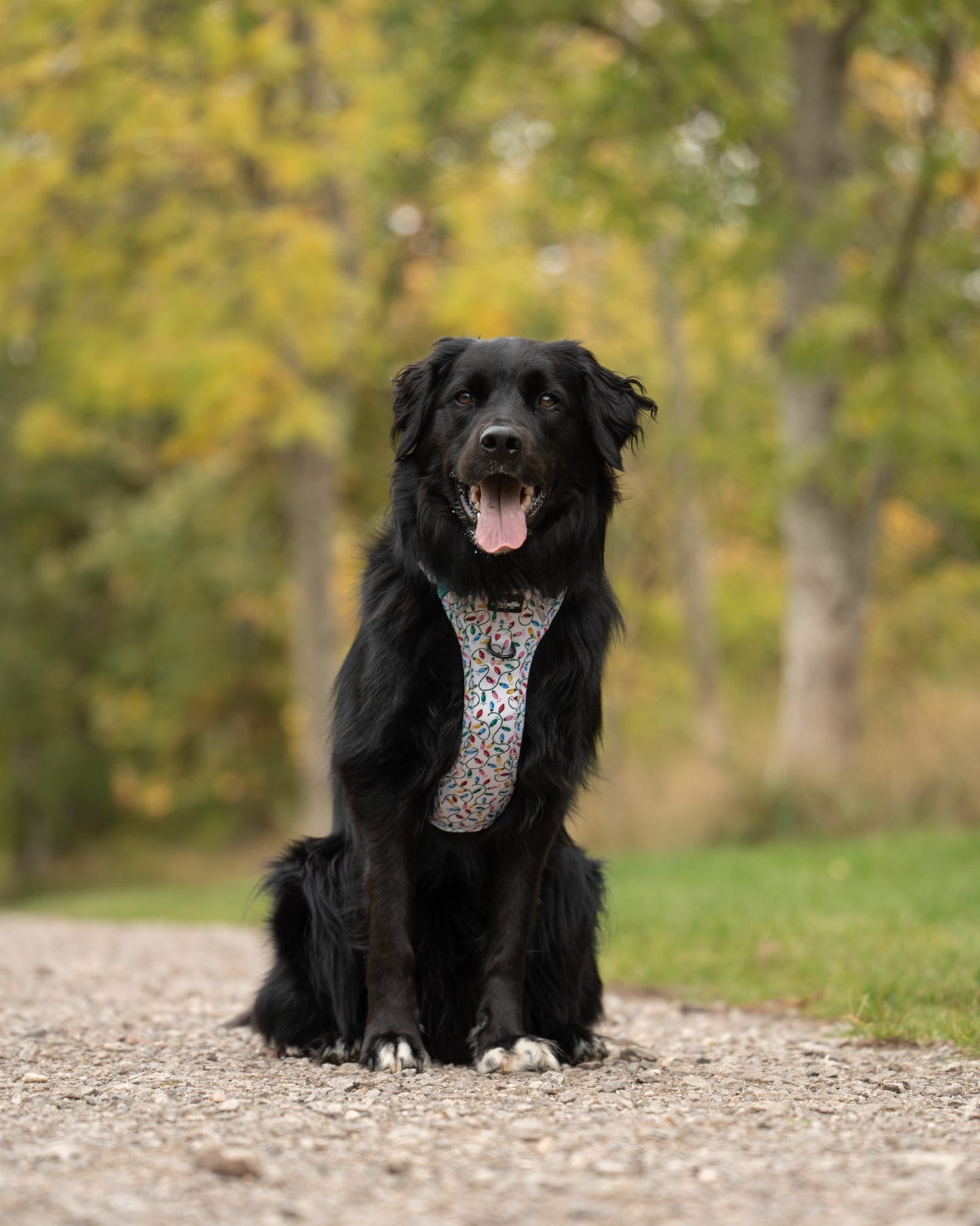 Hike & Go Lite™ Harness - Festive Lights