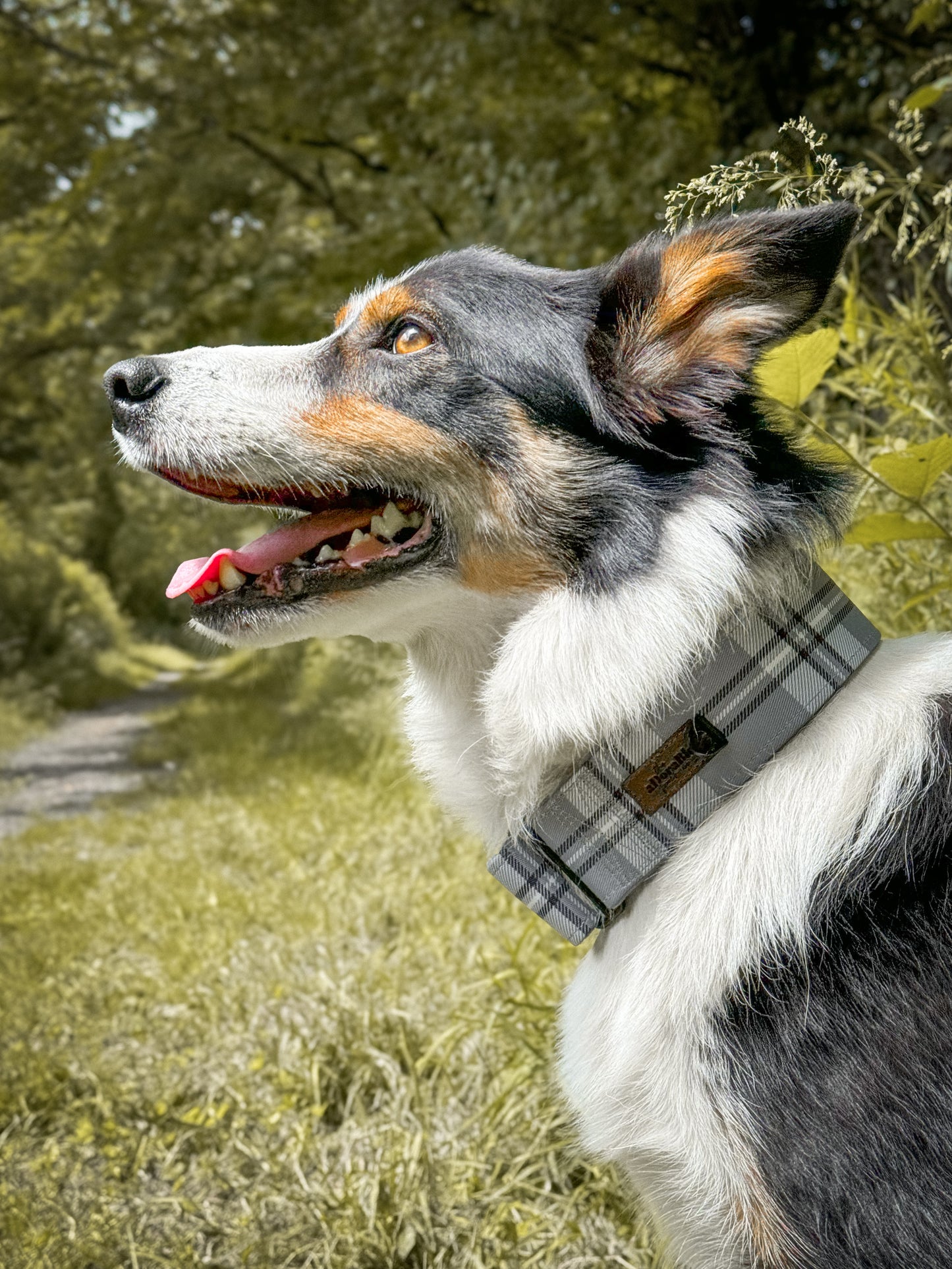 Heritage Martingale Collar - Gunsmoke Grey