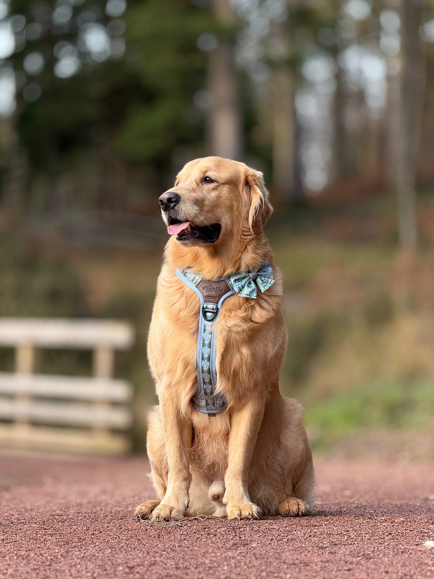 Streamline Pro™ Dog Harness - Daydream Heights