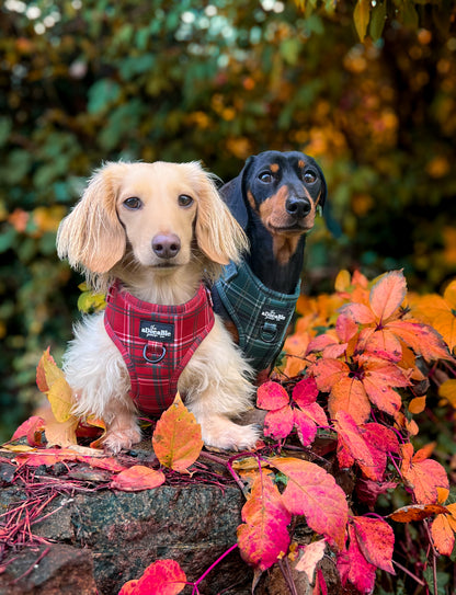 Adjustable Harness - LUXE Hunter Green Plaid